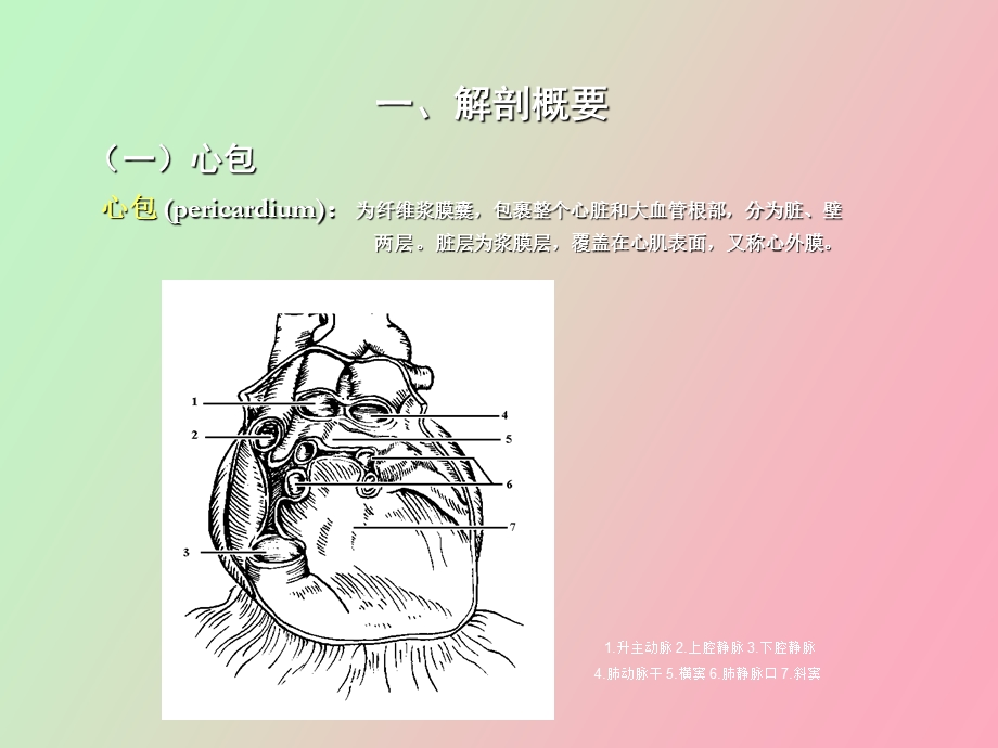 心脏彩超操作.ppt_第3页