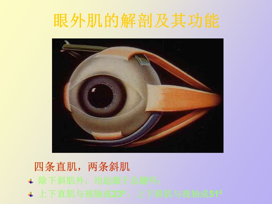 斜视和弱视眼科学.ppt_第3页