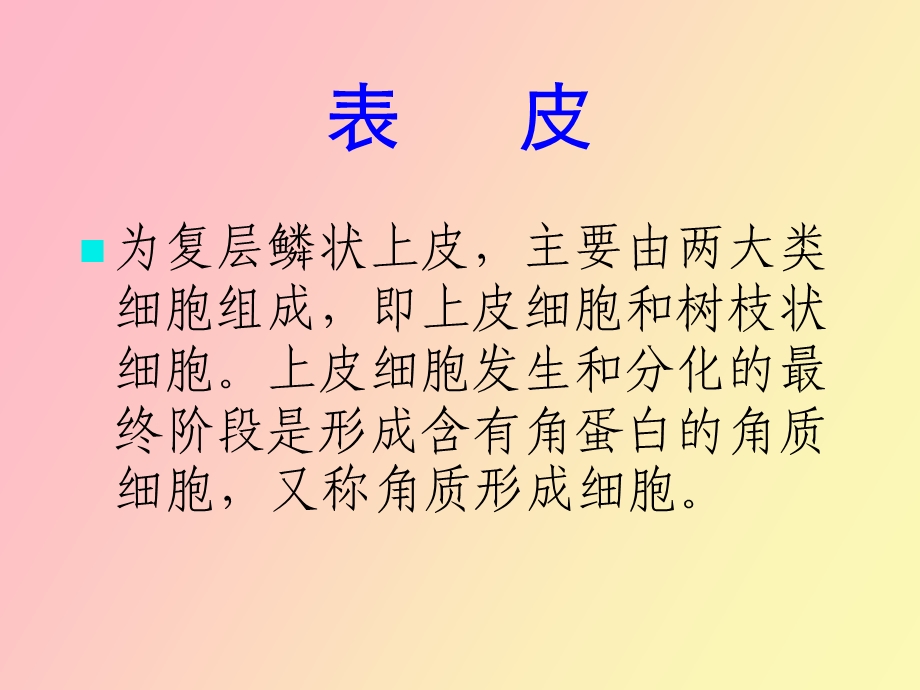 正常皮肤组织学周.ppt_第3页