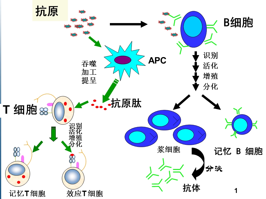 医学免疫学第六版3抗原.ppt_第2页