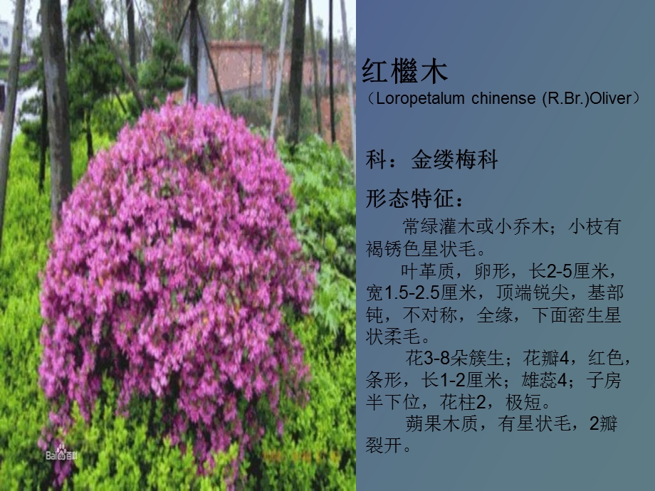 植物学植物识别.ppt_第1页