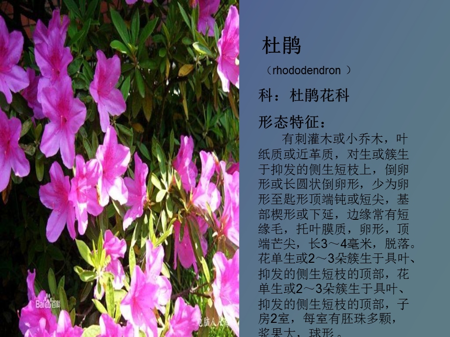 植物学植物识别.ppt_第2页