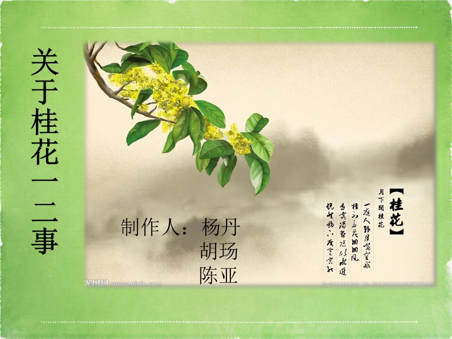 植物学ppt桂花与文化.ppt_第1页