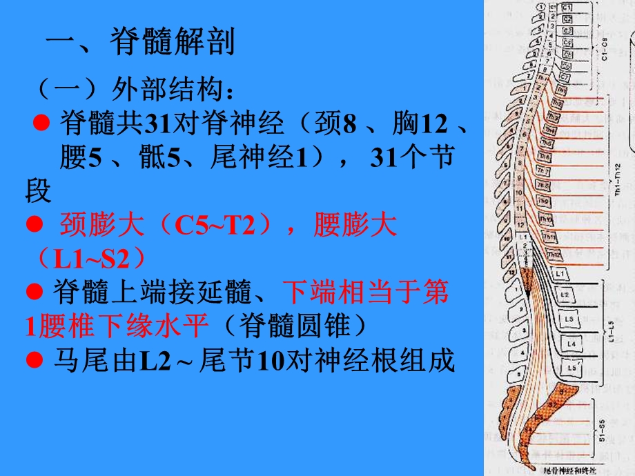 脊髓疾病DiseasesoftheSpinalCordppt课件.ppt_第3页