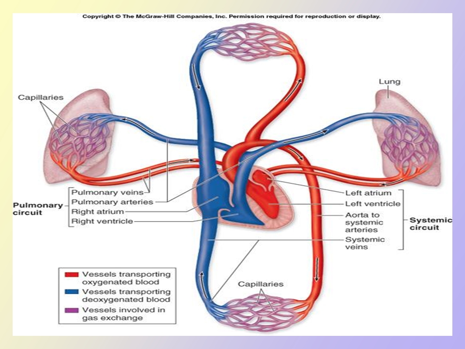 循环系统常见疾病症状和体征.ppt_第2页