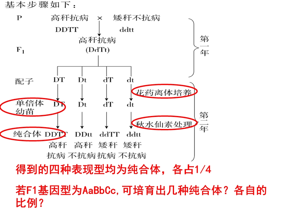 杂交育种与诱变育种上课用.ppt_第3页