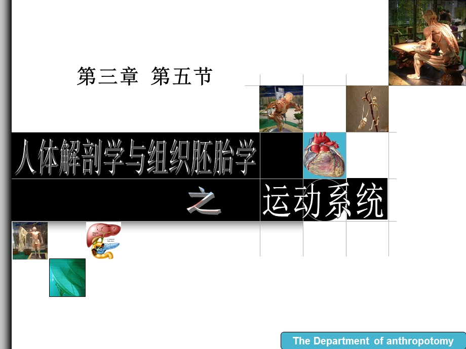 第三章 运动系统肌学.ppt_第1页