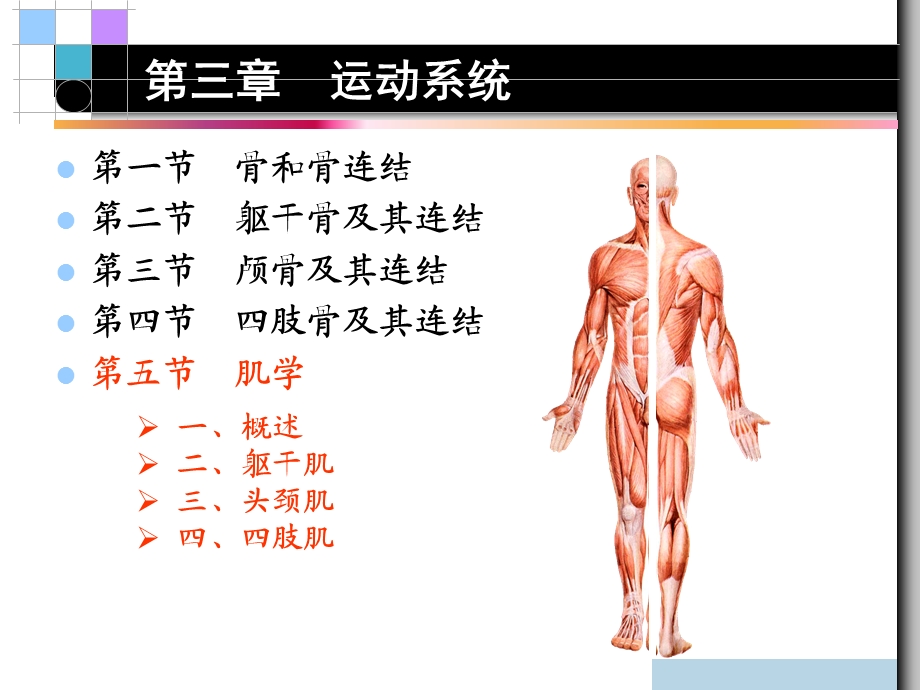 第三章 运动系统肌学.ppt_第2页