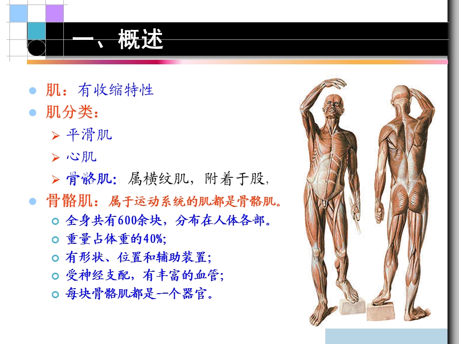 第三章 运动系统肌学.ppt_第3页