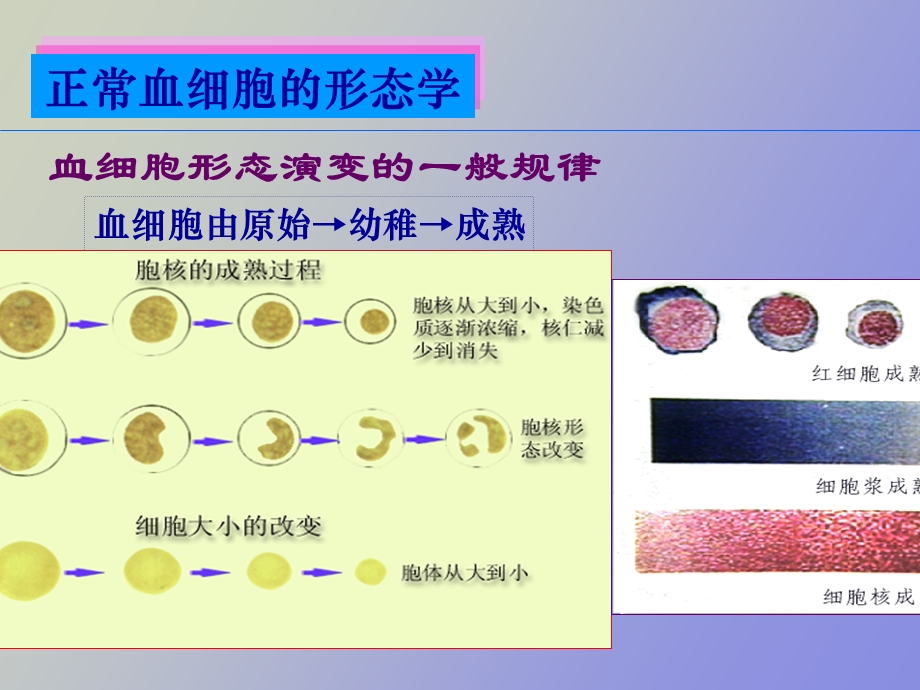 正常血细胞形态.ppt_第2页