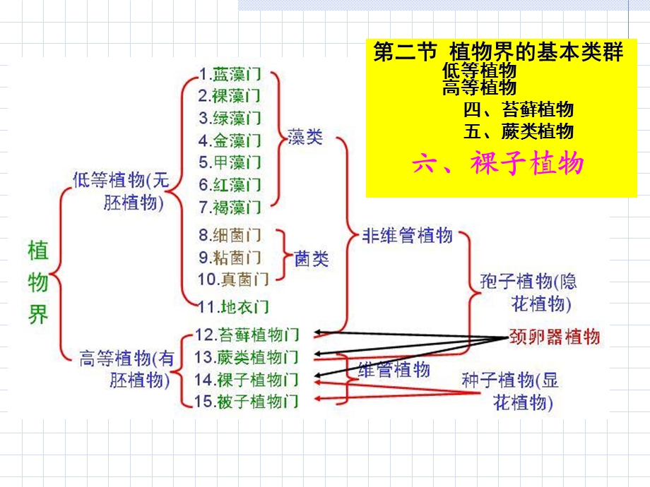 植物学113裸子植物和被子植物.ppt_第1页