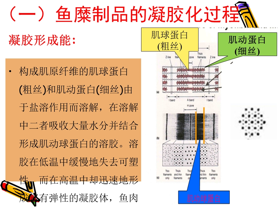 项目四鱼糜加工技术ppt课件.ppt_第1页