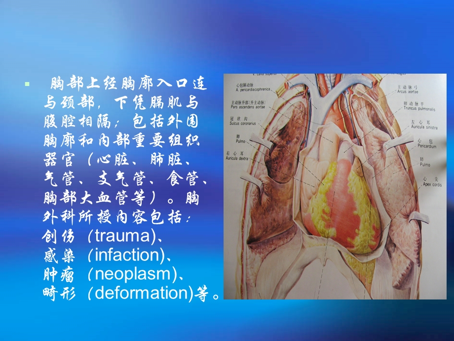 胸部外科学.ppt_第2页