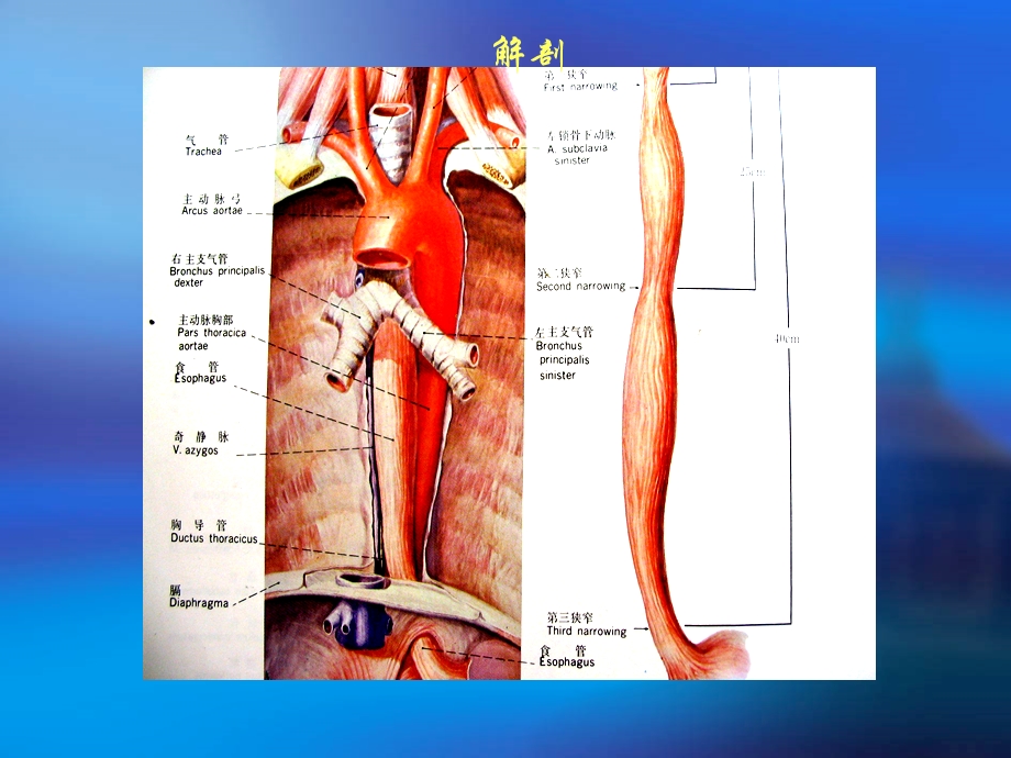 胸部外科学.ppt_第3页