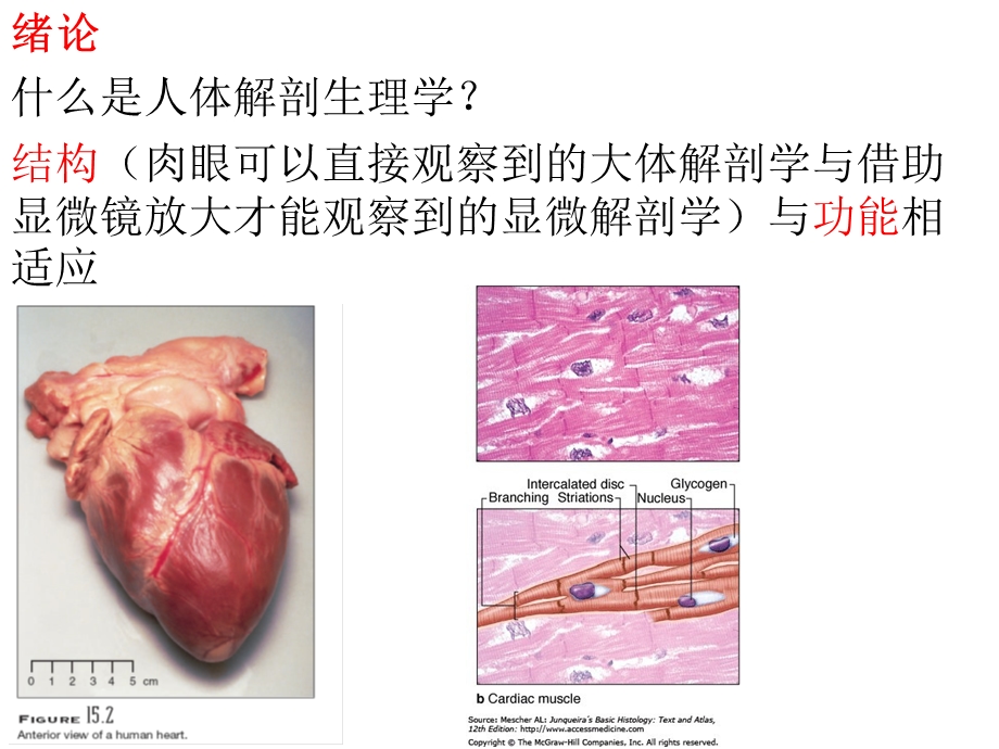 解剖生理学的第一次绪论amp营养学.ppt_第2页