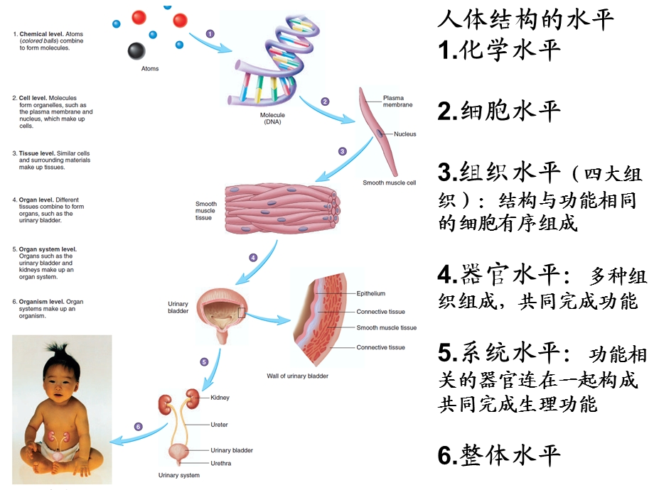 解剖生理学的第一次绪论amp营养学.ppt_第3页