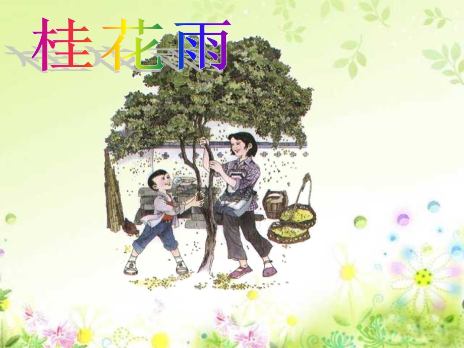 桂花雨-PPT课件完美版.ppt_第2页