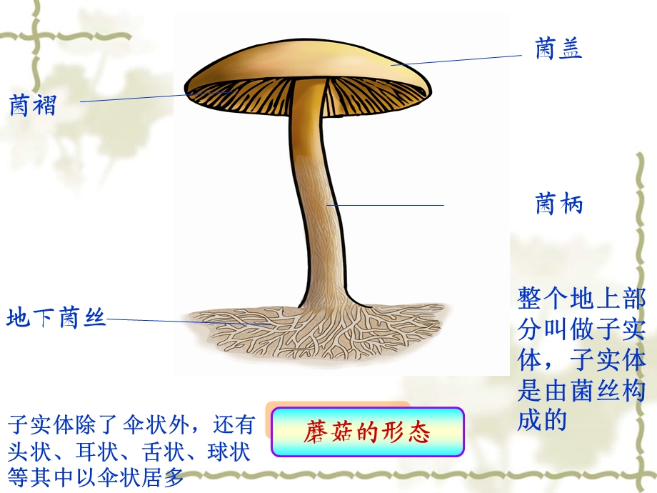 病毒的控制和利用.ppt_第1页