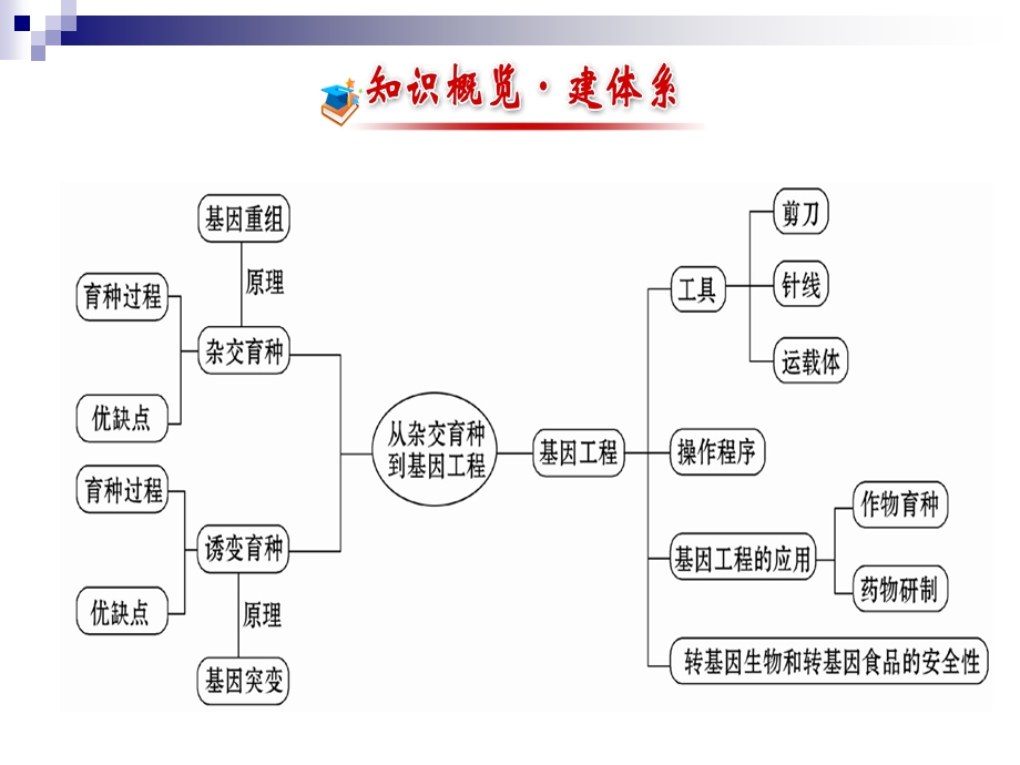 杂交育种到基因工程.ppt_第3页