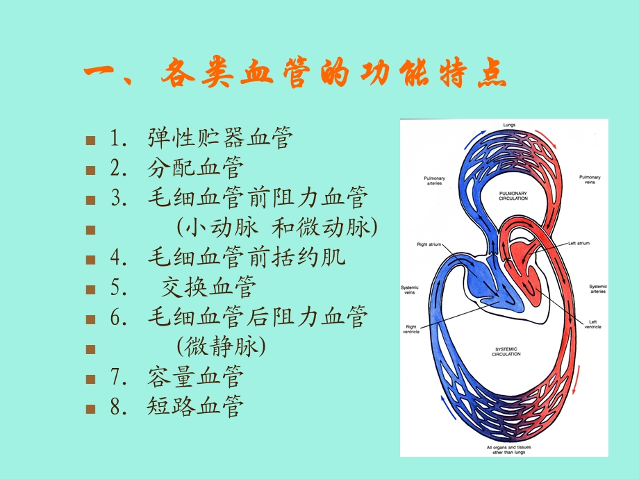 循环系统血管生理.ppt_第2页