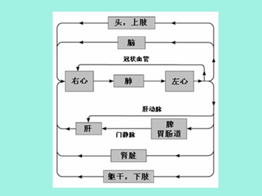 循环系统血管生理.ppt_第3页