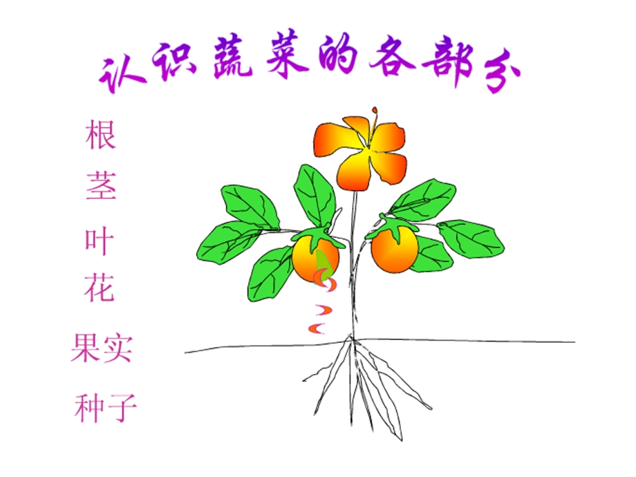 幼儿园大班科学《吃植物的哪部分》.ppt_第2页