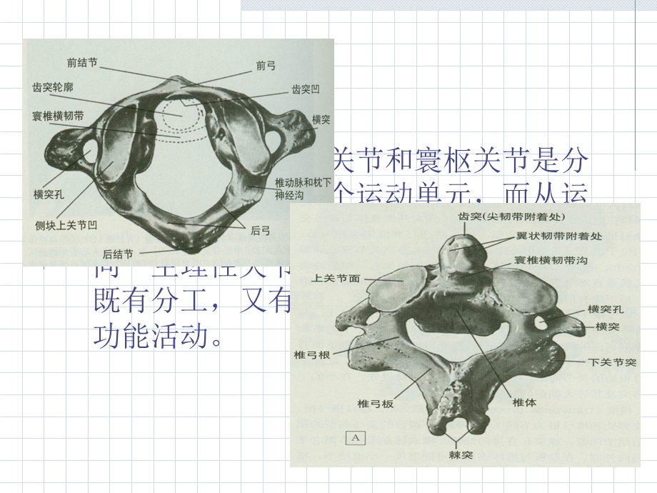 枕寰枢复合关节疾病推拿治疗.ppt_第3页