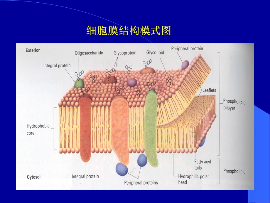 第四部分细胞膜和细胞表面.ppt_第2页