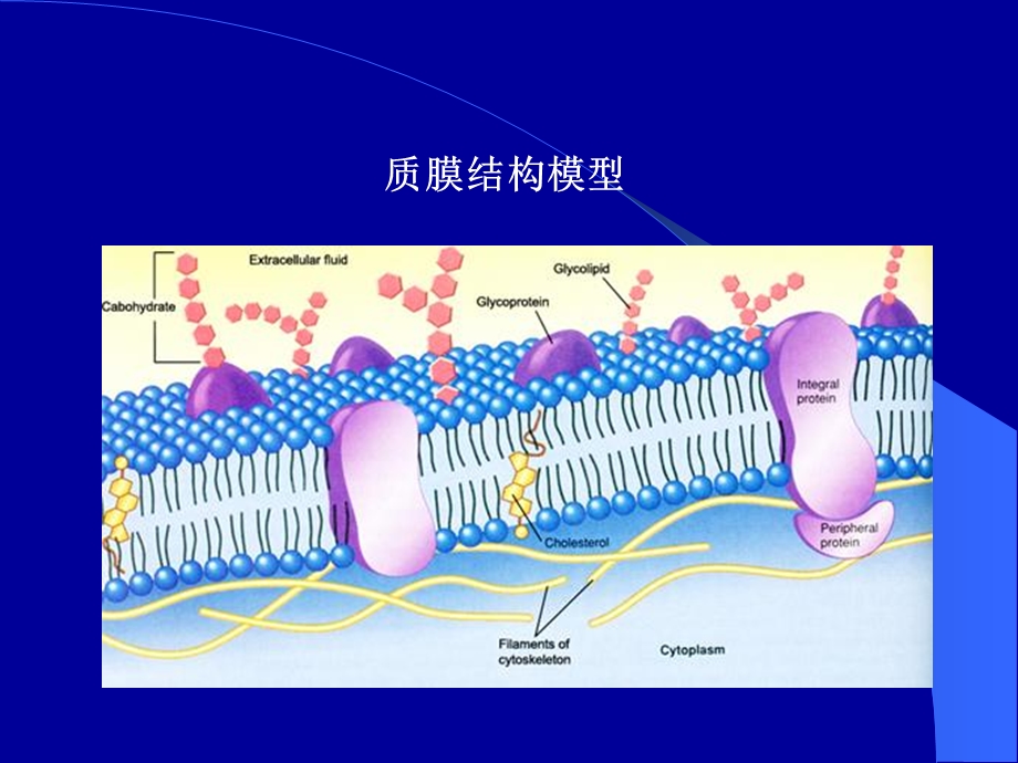 第四部分细胞膜和细胞表面.ppt_第3页