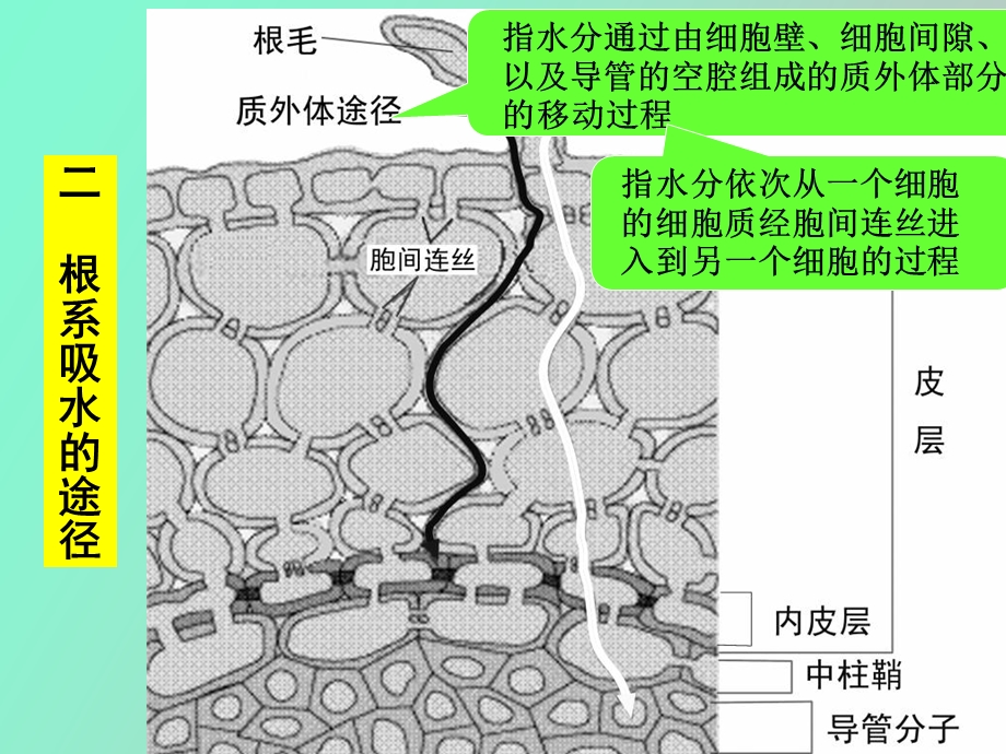 植物的水分代谢.ppt_第2页