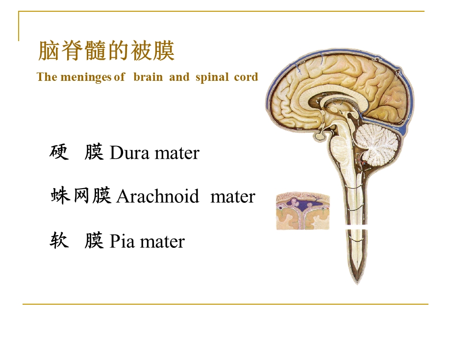 脑膜脑血管与脑脊液.ppt_第2页