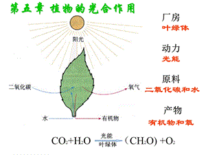 植物生理学第5章光合作用.ppt