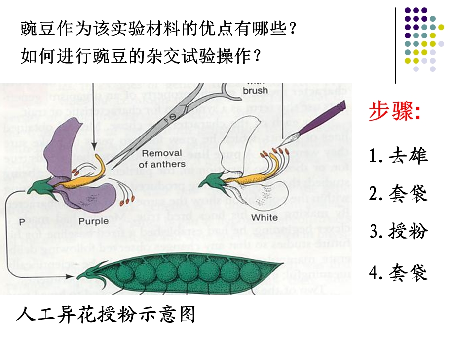 整理孟德尔定律期末复习.ppt_第3页