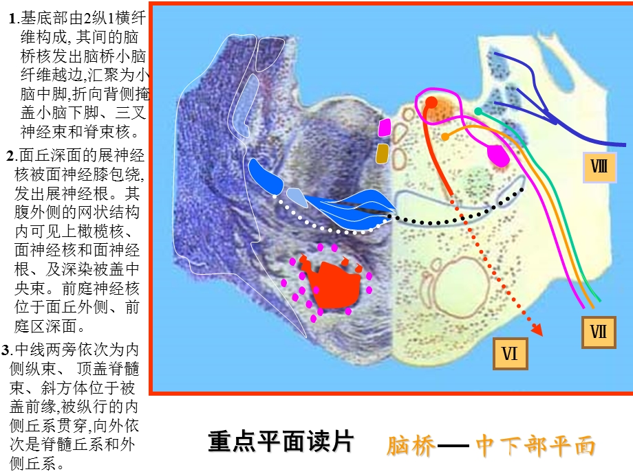 脑干网状结构小脑解剖学.ppt_第2页