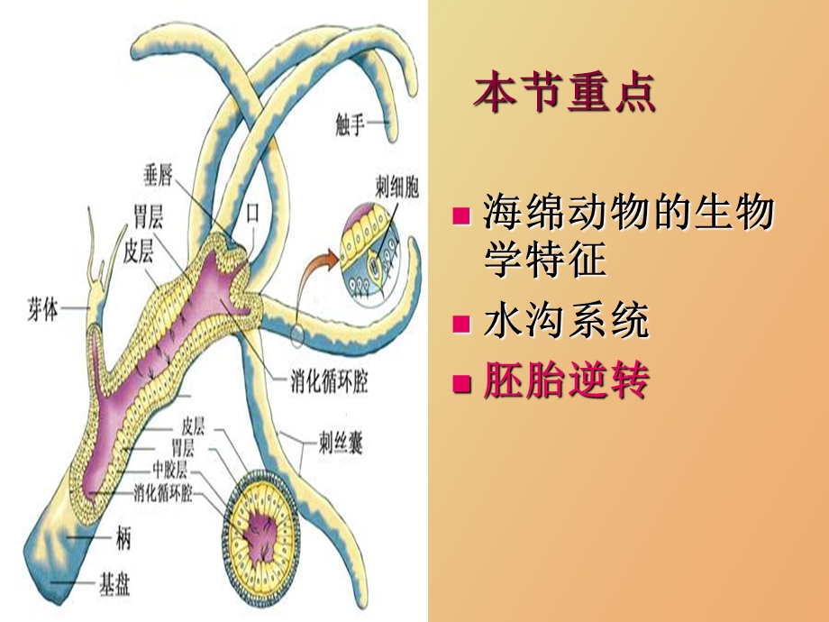 无脊椎动物类群二海绵动物门.ppt_第2页