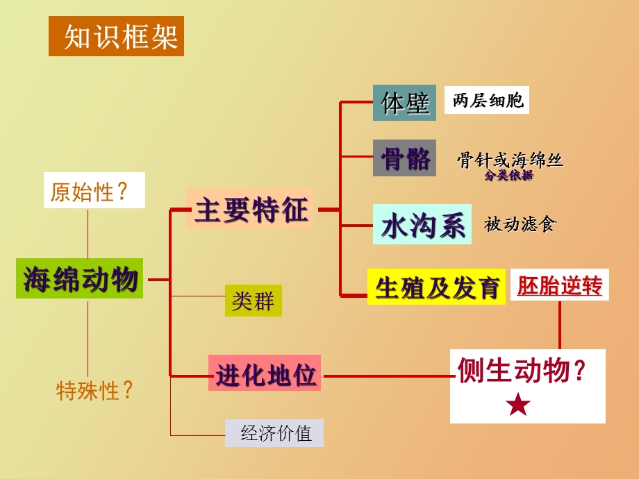 无脊椎动物类群二海绵动物门.ppt_第3页