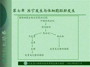 器官发生与体细胞胚胎发生.ppt