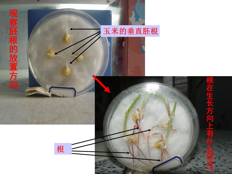 植物生命活动调节高.ppt_第3页