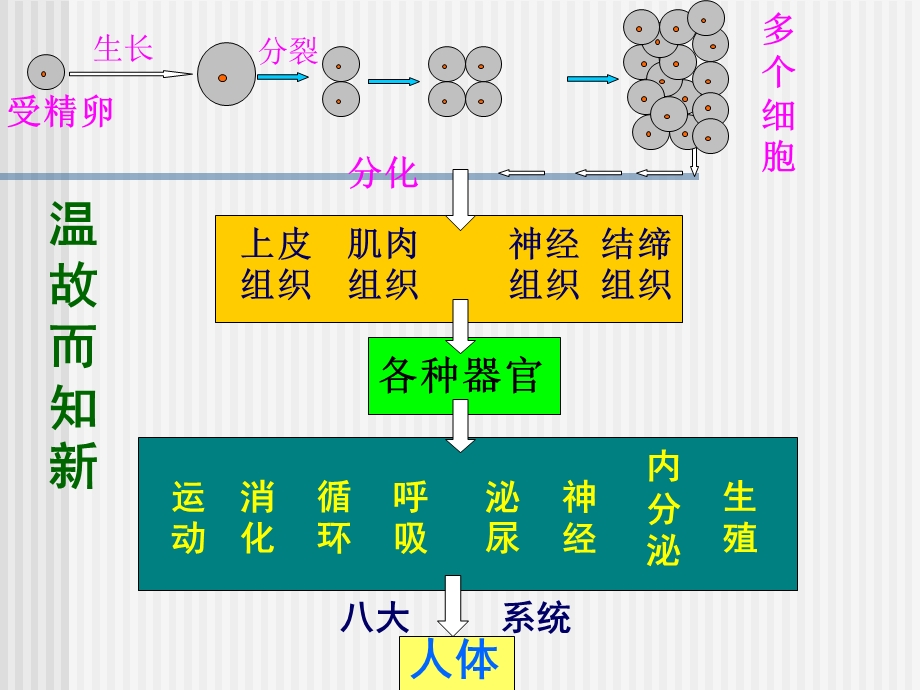 植物体的结构层次2上.ppt_第3页