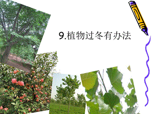 植物过冬有办法.ppt