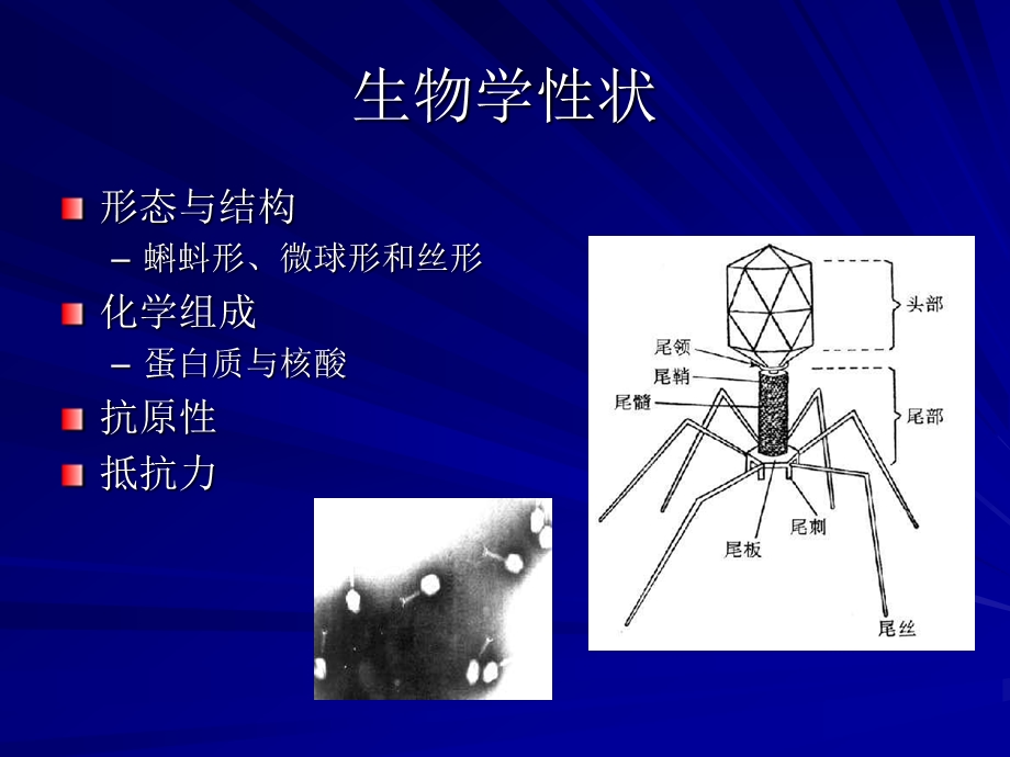 第4噬菌体bacteriophagephage.ppt_第3页