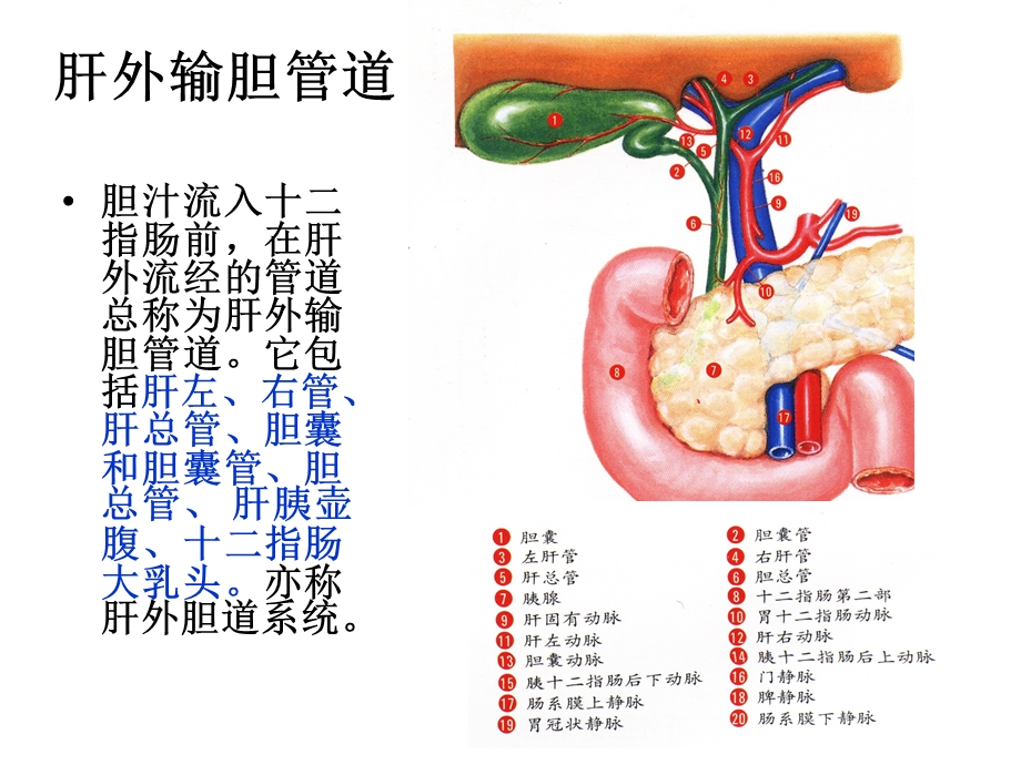 开腹胆囊切除术的临床应用解剖.ppt_第2页