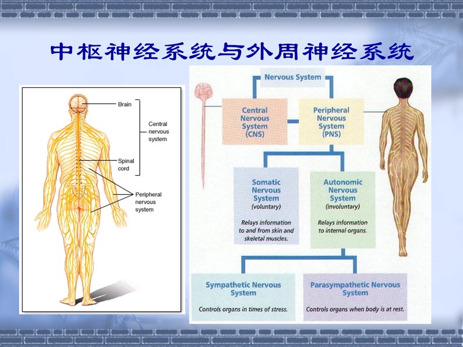 神经毒理学基本知识及实验方法.ppt_第3页