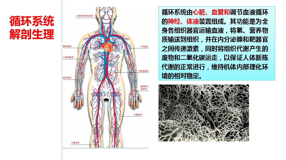 循环系统解剖生理.ppt_第1页