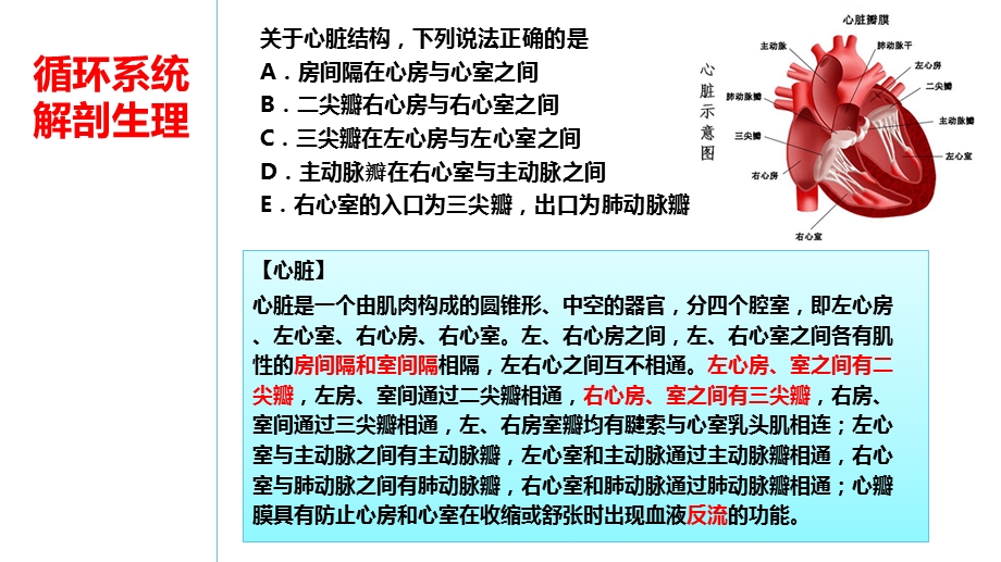 循环系统解剖生理.ppt_第2页