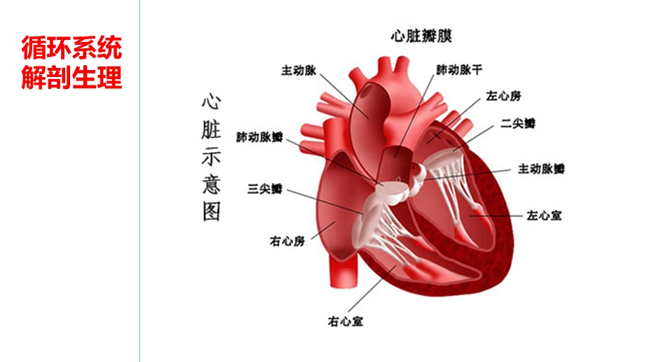 循环系统解剖生理.ppt_第3页