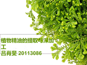 植物精油提取与深加工.ppt