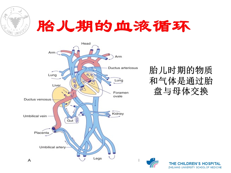 心血管的胚胎发育及血液循环.ppt_第3页