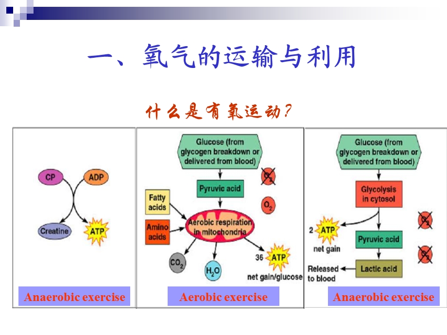 有氧运动的理论与实践.ppt_第2页