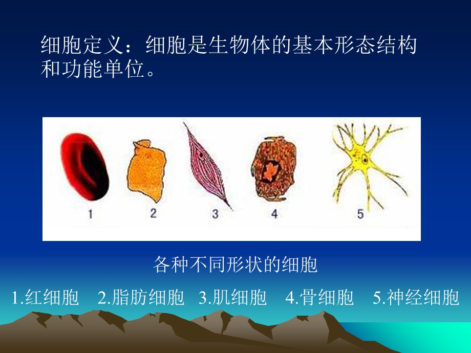 正常人体学第二章细胞.ppt_第3页